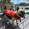 Jetpilot Dog Life Jackets
