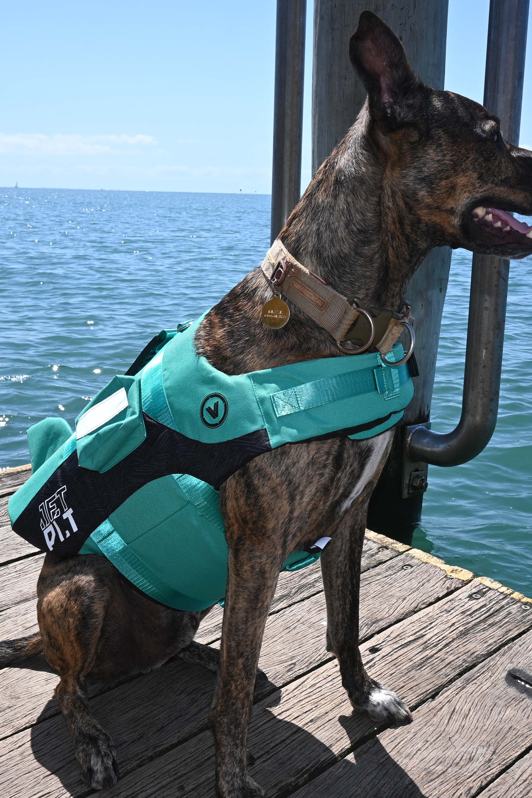 Jetpilot Venture Dog PFD Life Jacket - Teal - 4