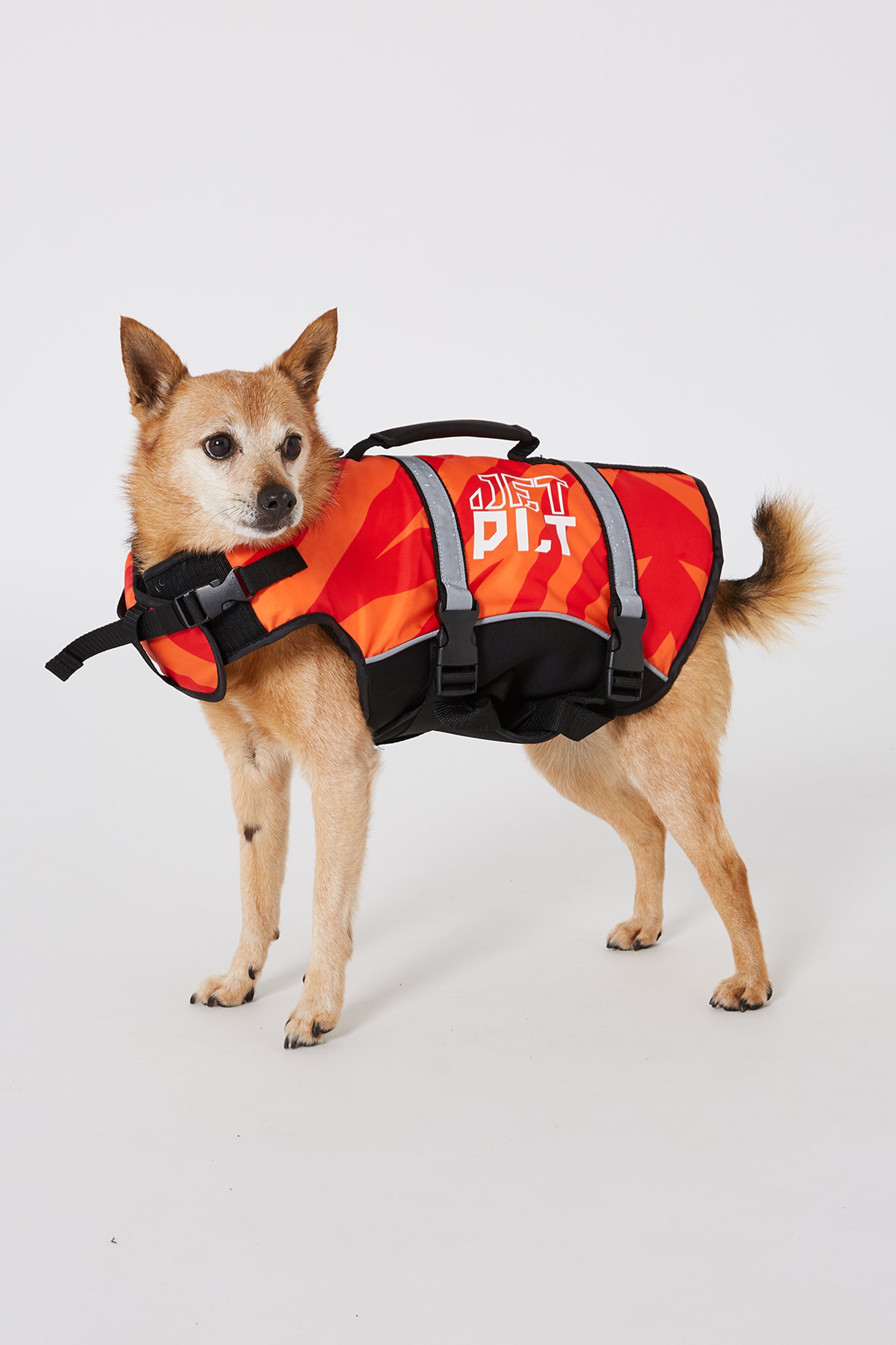 Dog in life on sale vest