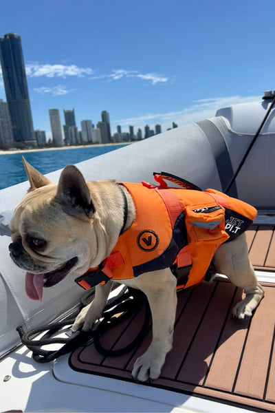 Coleman dog life jacket best sale